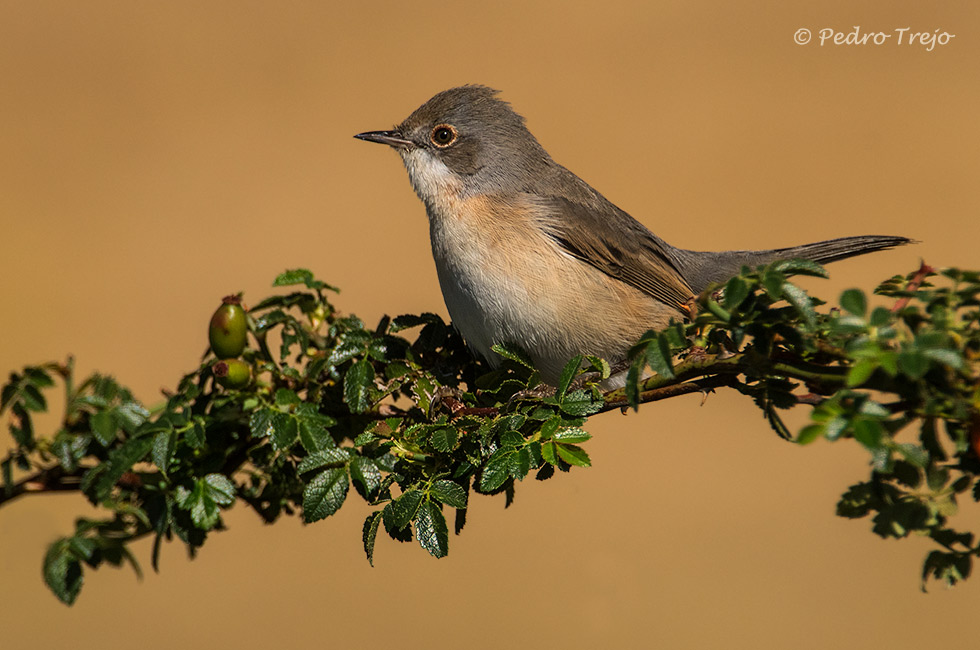 Curruca carrasqueña (Sylvia cantillans)